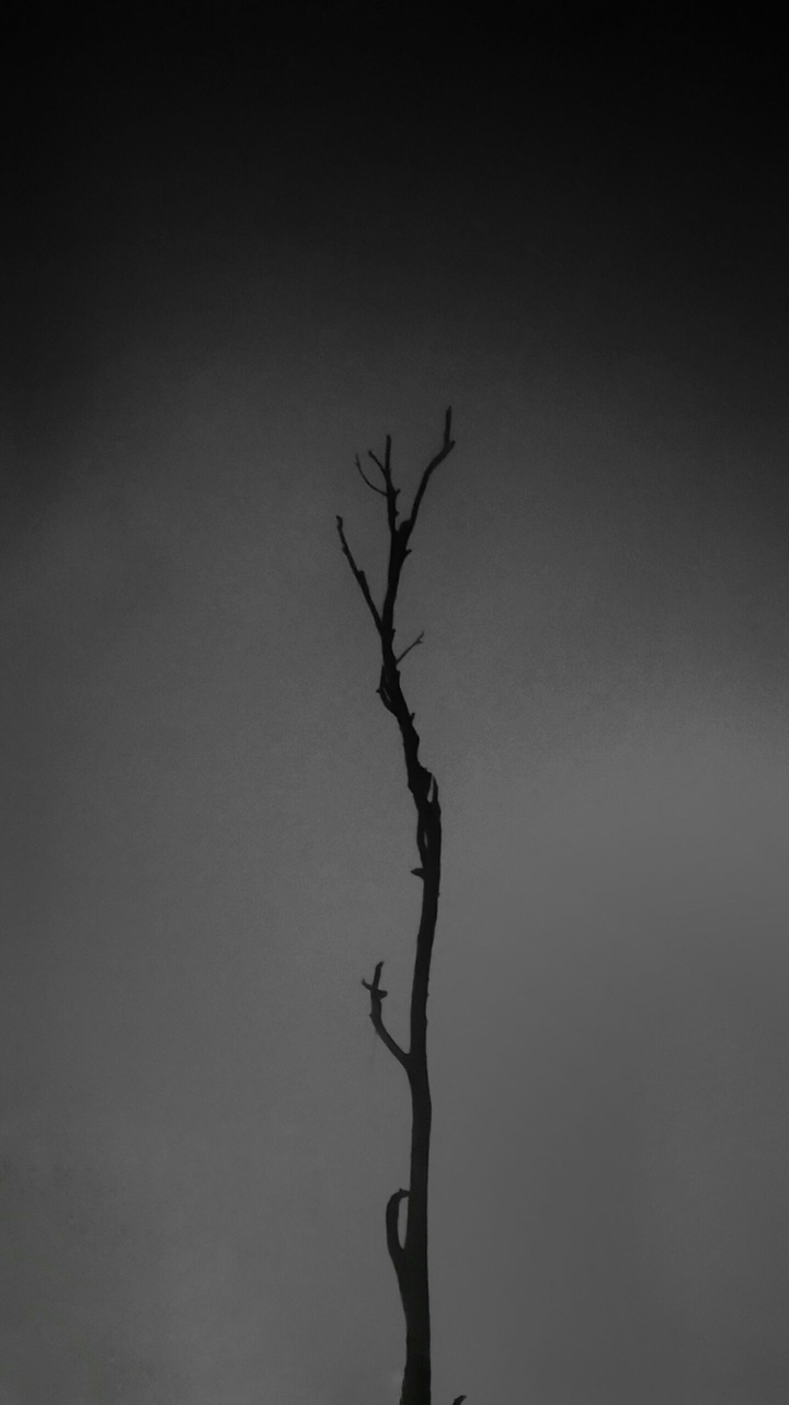 Withered