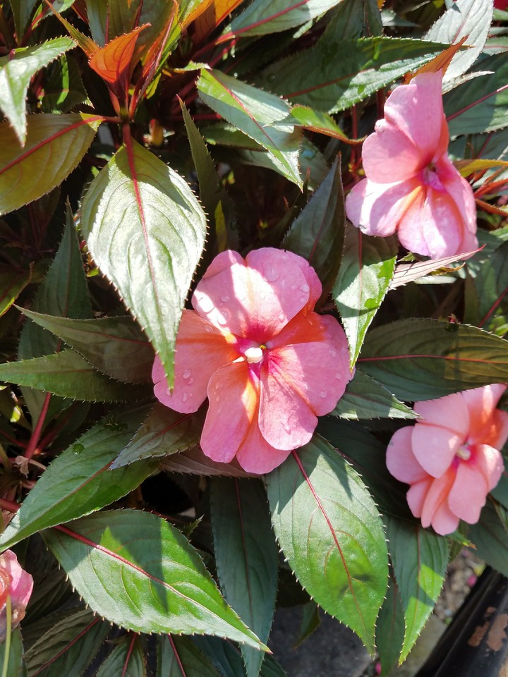 flower