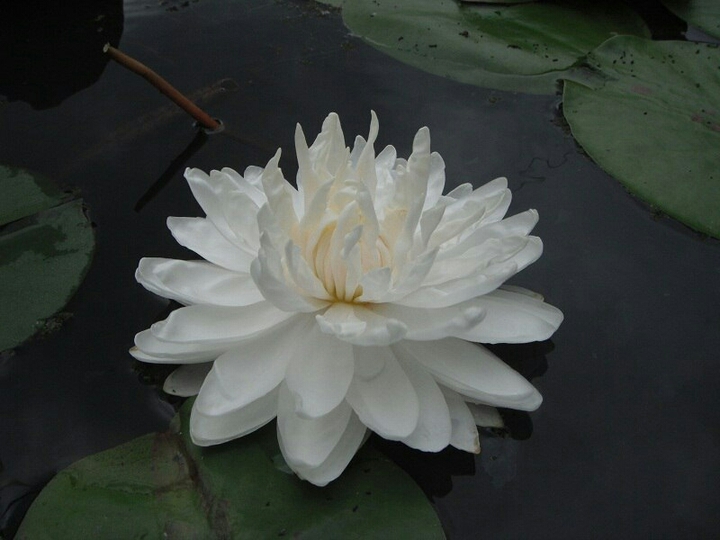 White flower