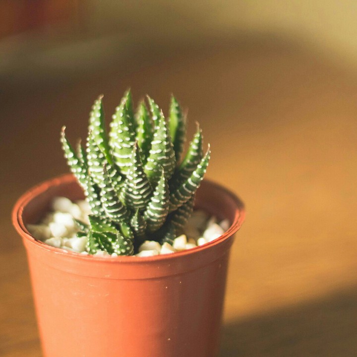 succulent
