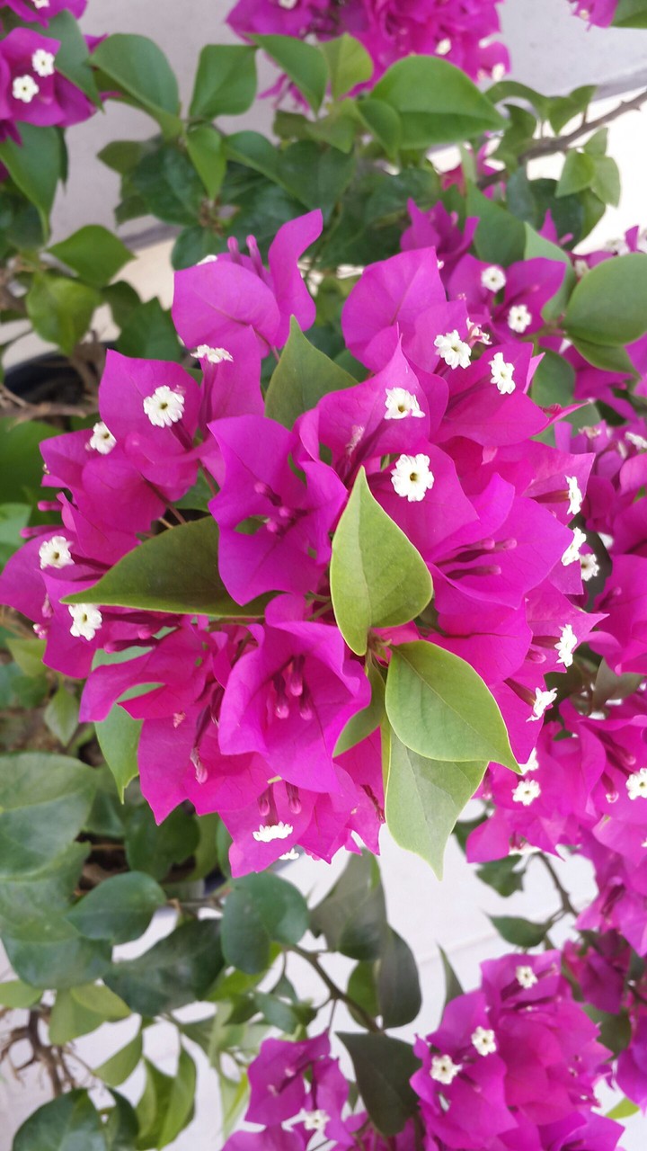 flowers