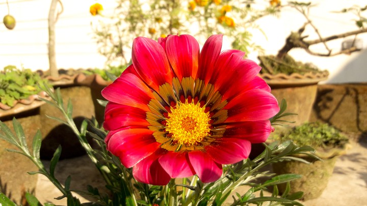 flower of my garden