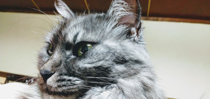 ねこ！