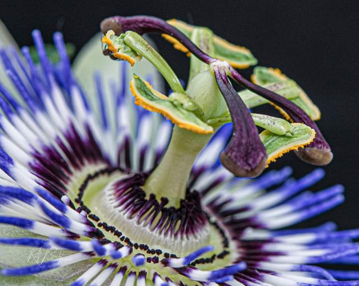 passion flower