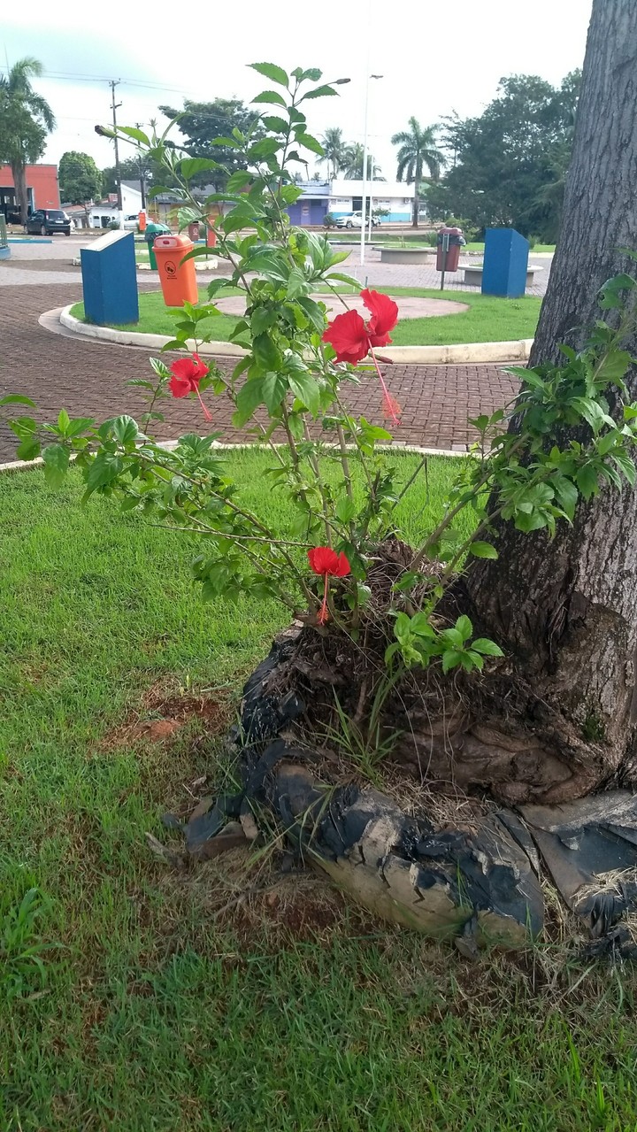 flor.
