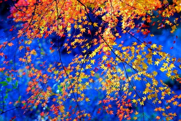 紅葉 Autumn leaves