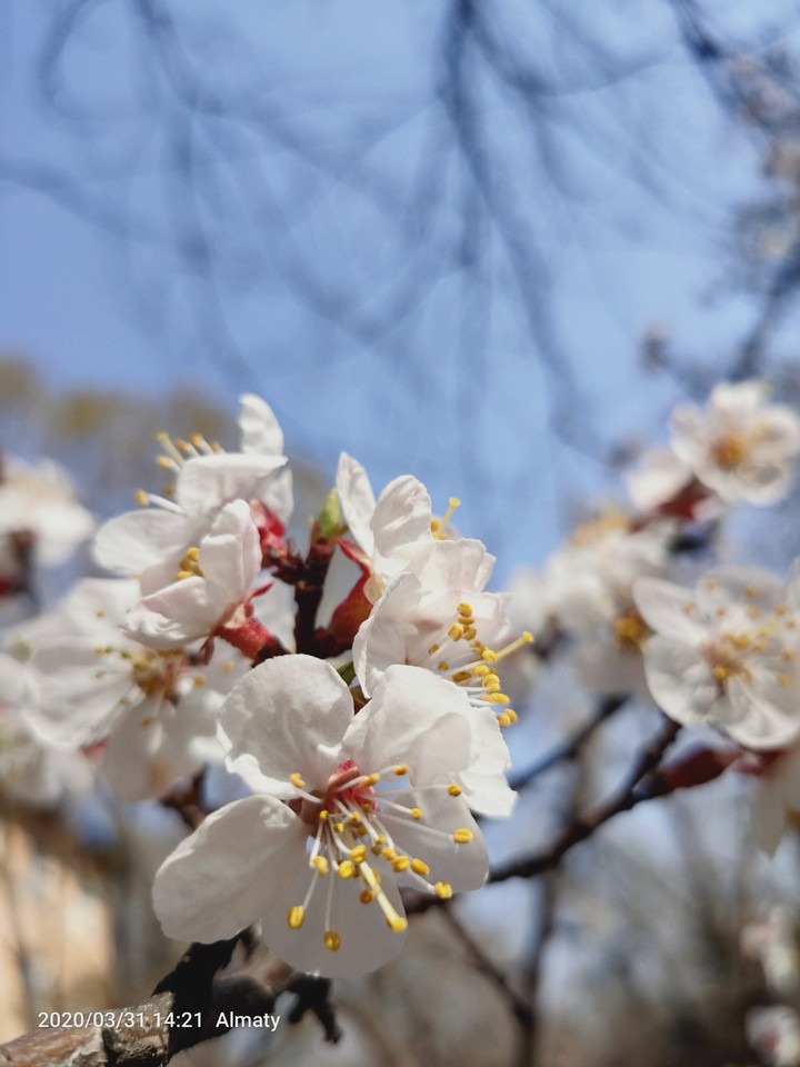 spring