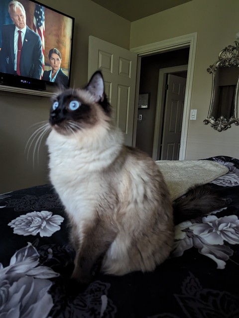 tapety grey, whiskers