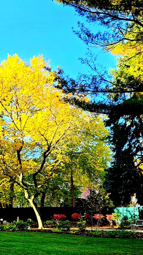 Fall Colors!