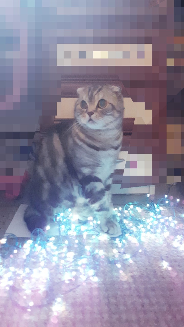 котик
