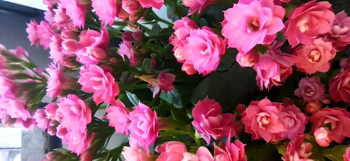 rose