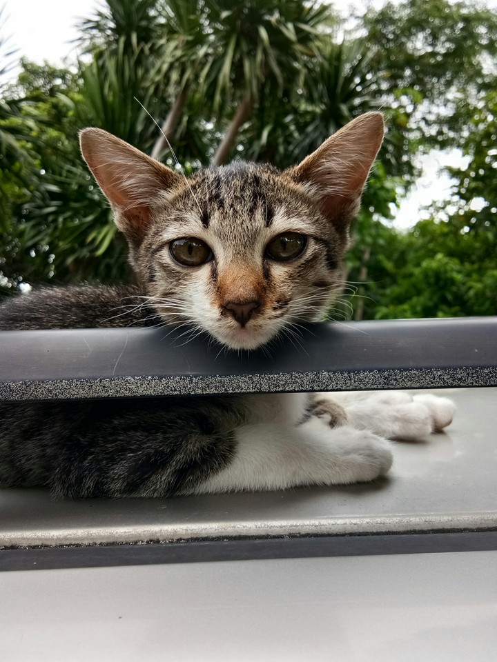 cat on car
