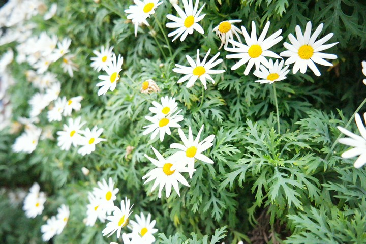 White flowers