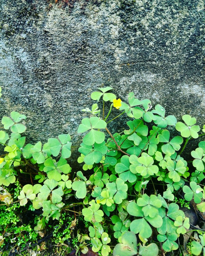 nature