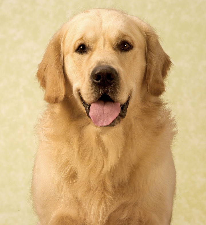 car j'adore ces chien il sont trop beau