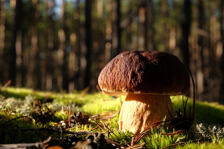 natures