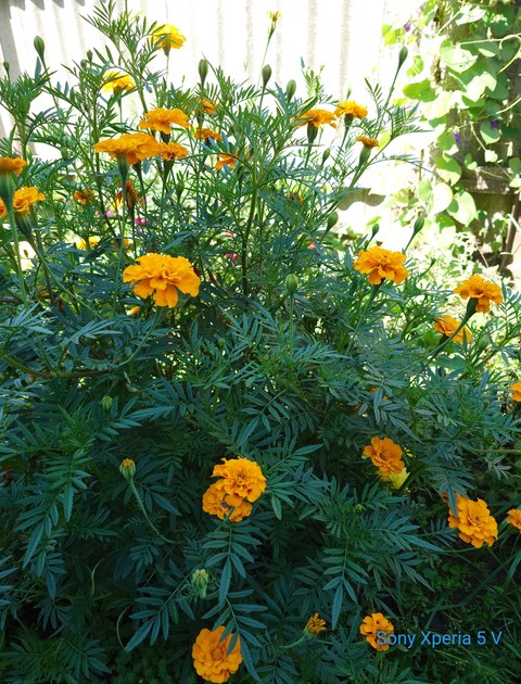 Yellow, Orange वॉलपेपर
