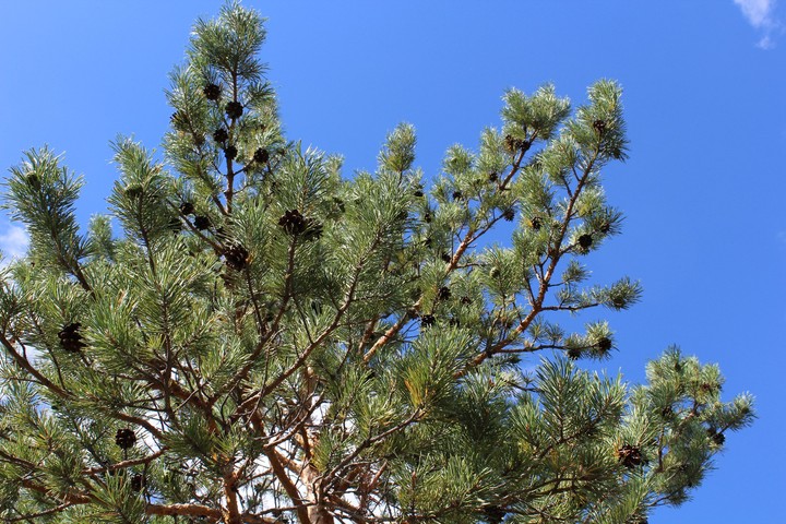#forest#sky#sun#nature