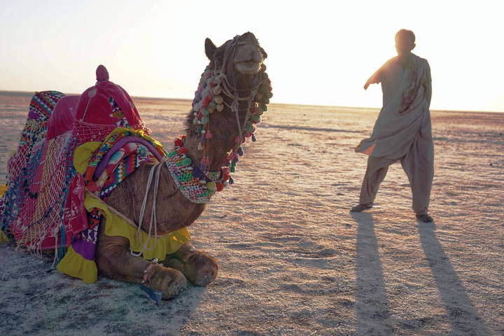 camel safari