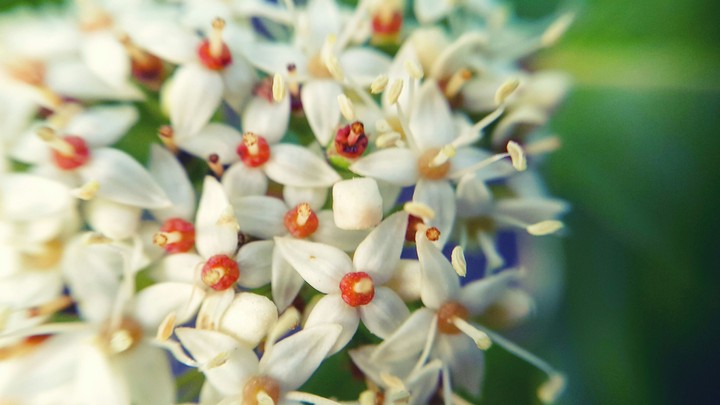 white flowers