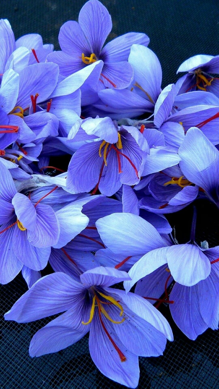Beautiful Flowers