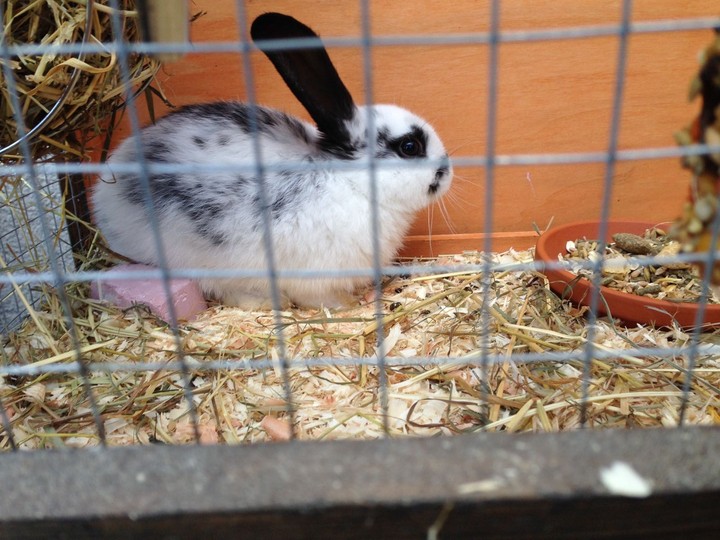 Hase