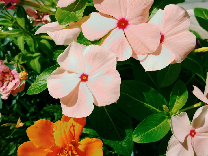 花