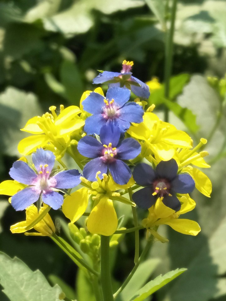 beautiful flowers in nature