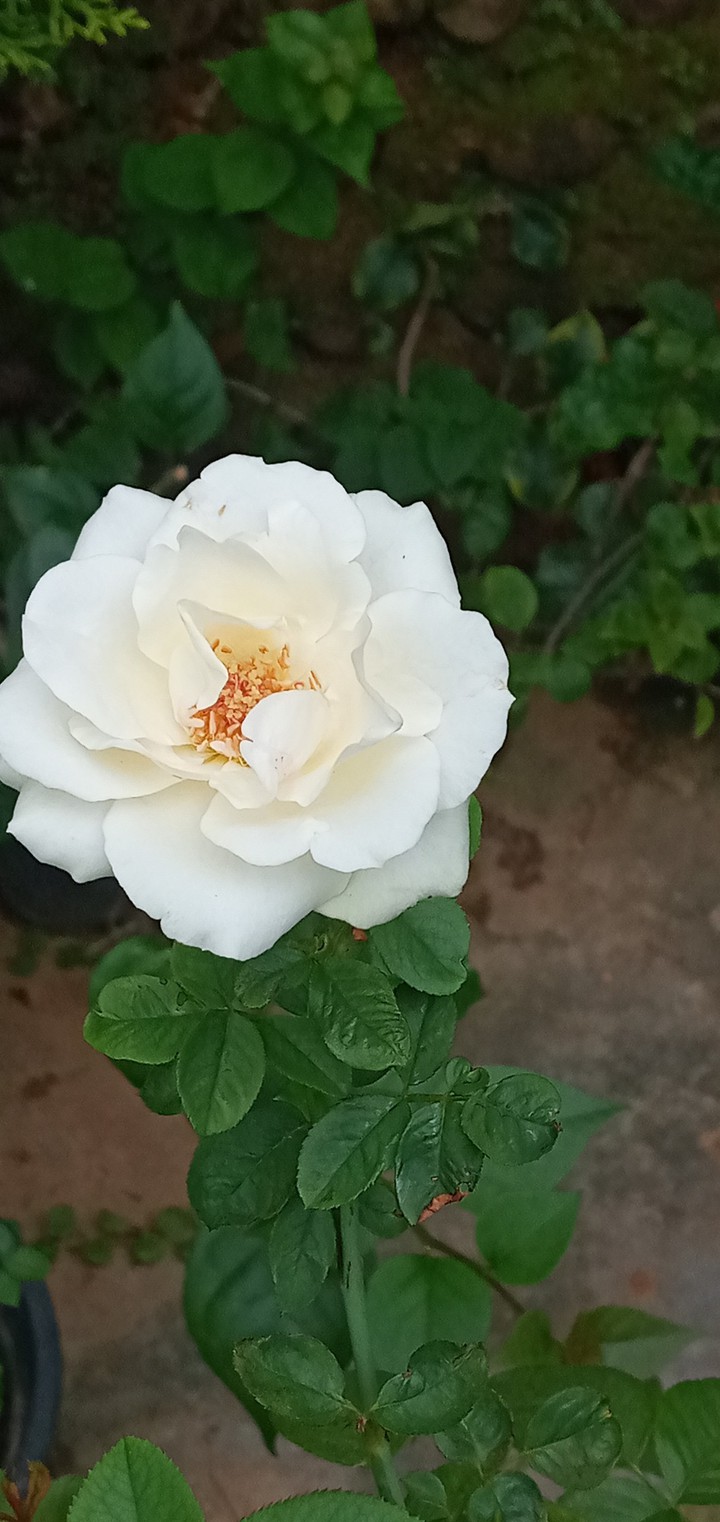 roses
