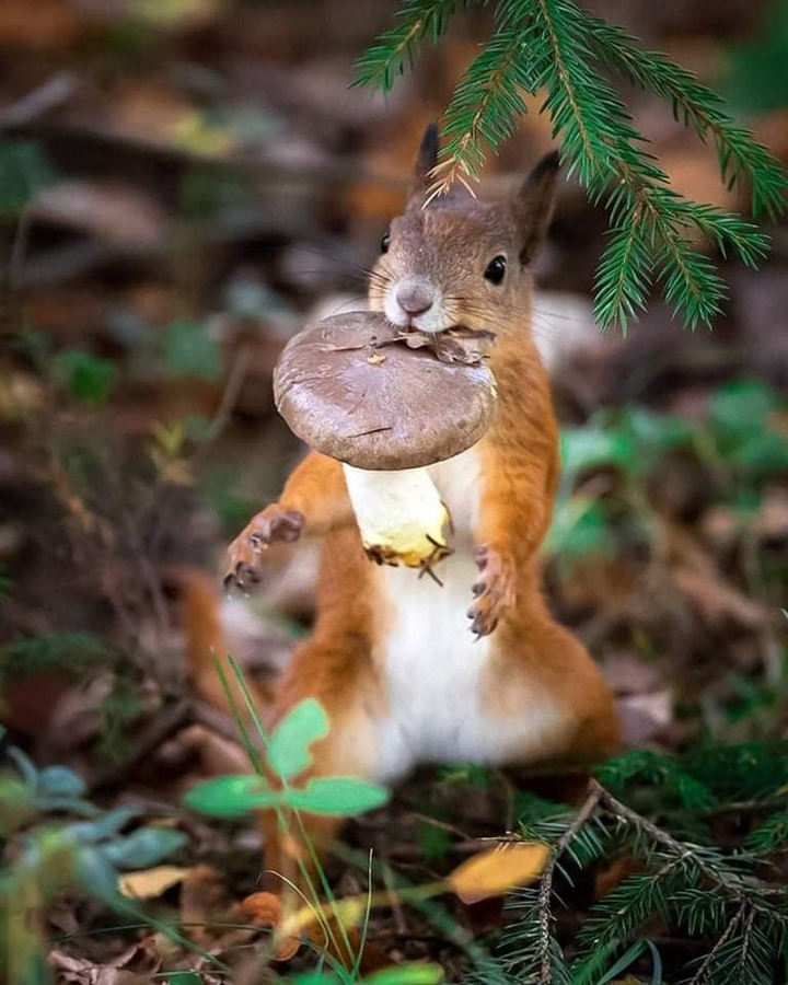 Білочка