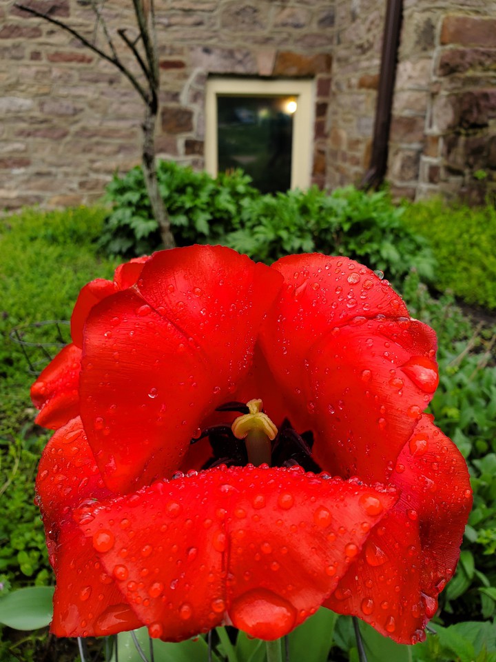 red orchid