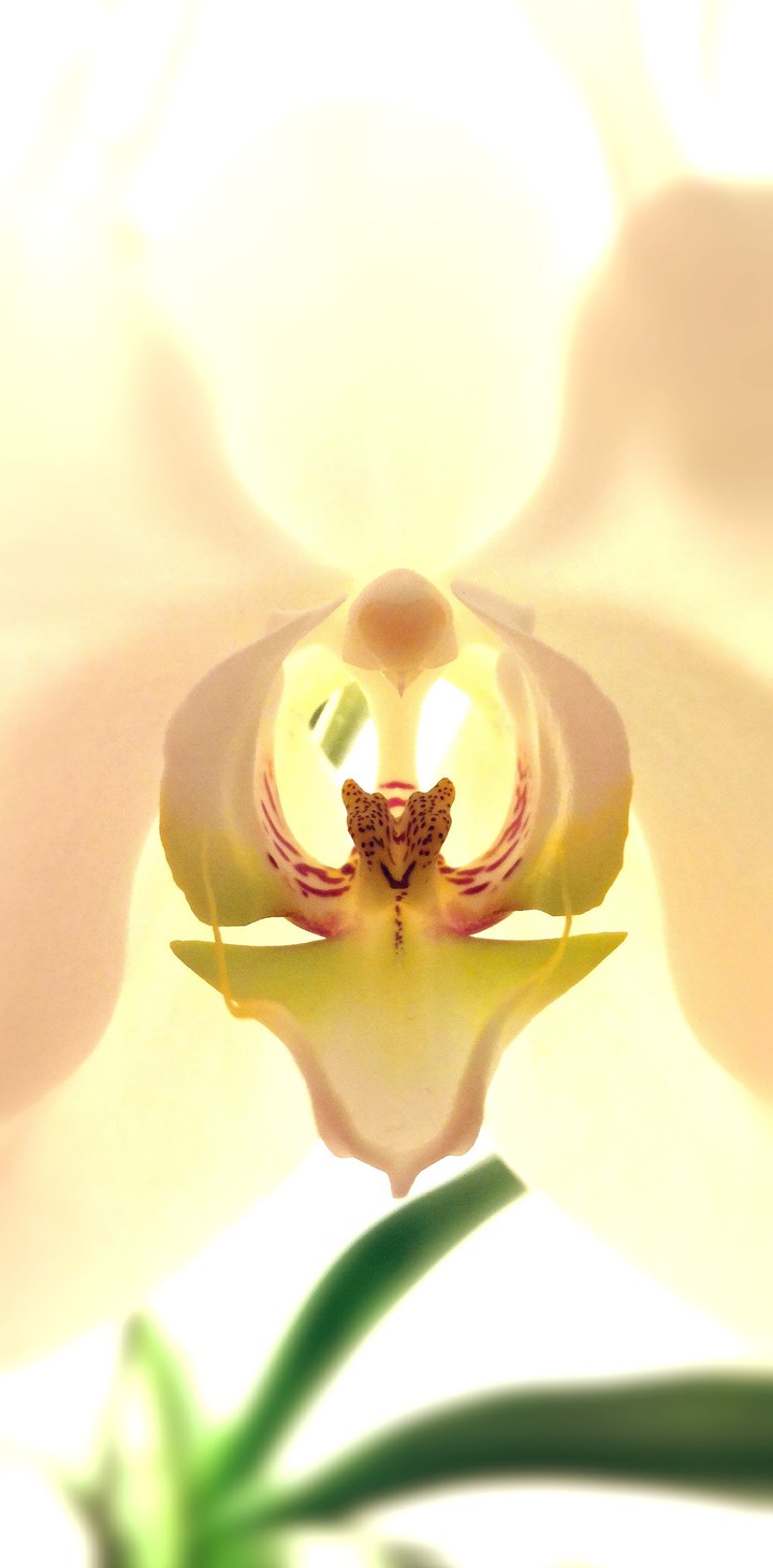 Orchid_white_blossom