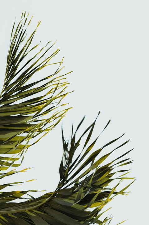 sfondi cycad