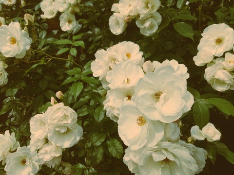 sfondi floribunda, rose