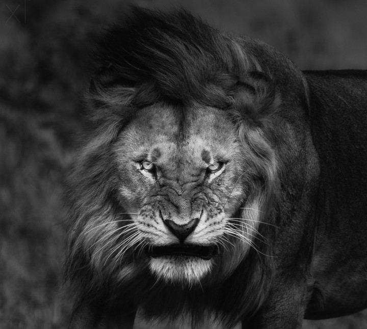King