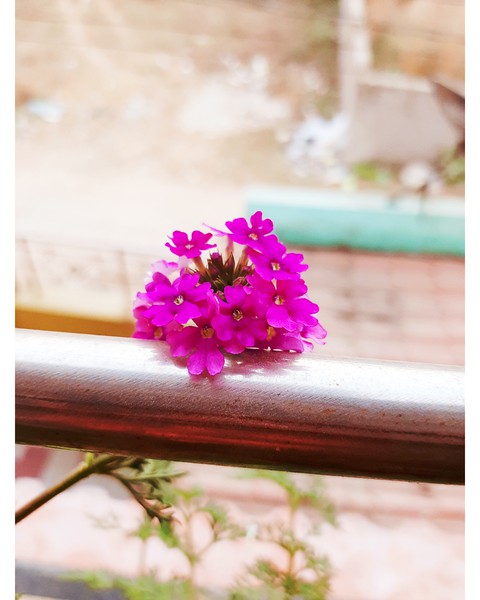 lavender, violet壁纸