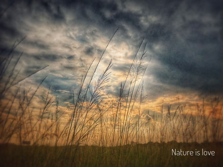 pure nature