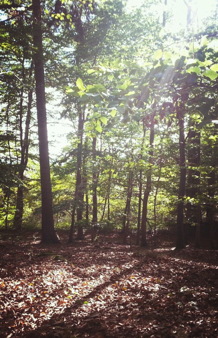 Sonnenstrahlen des Waldes