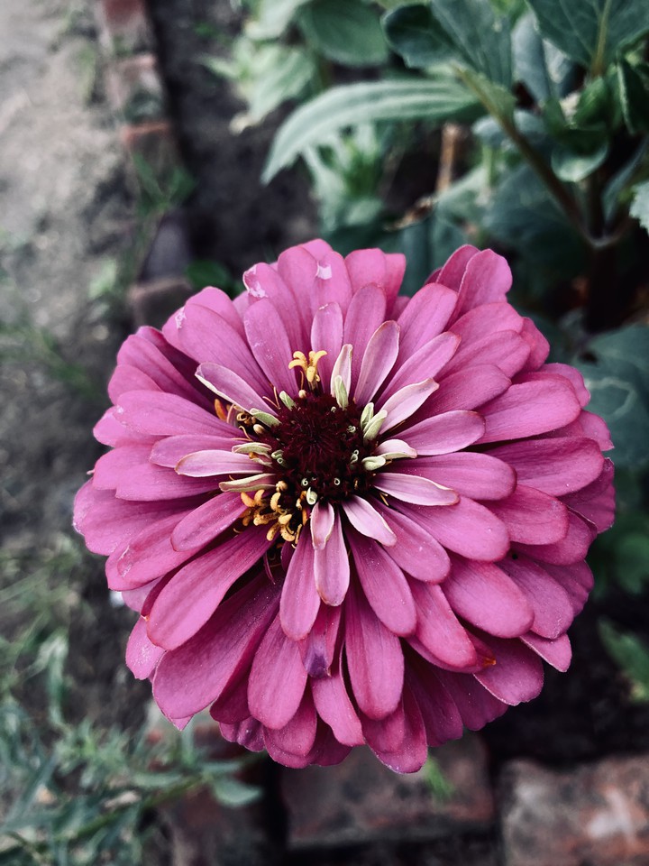 Flower