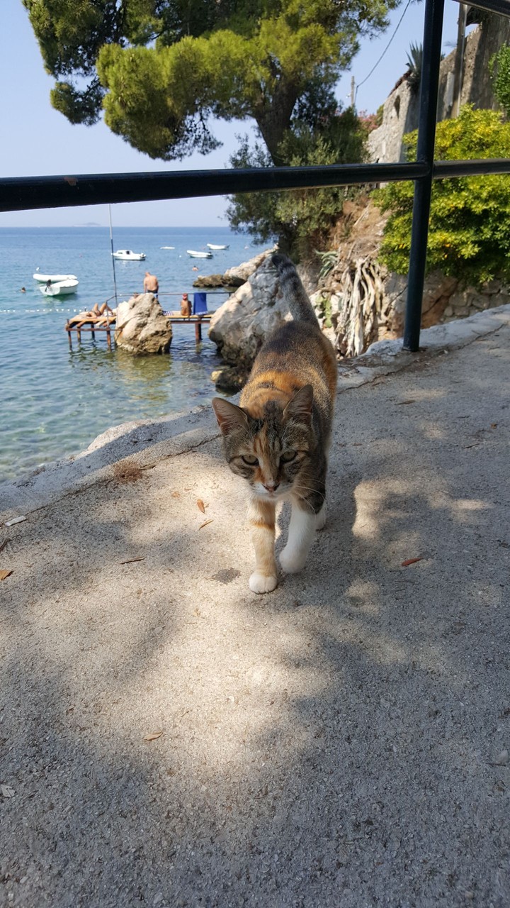 beachcat of dubrovnik
