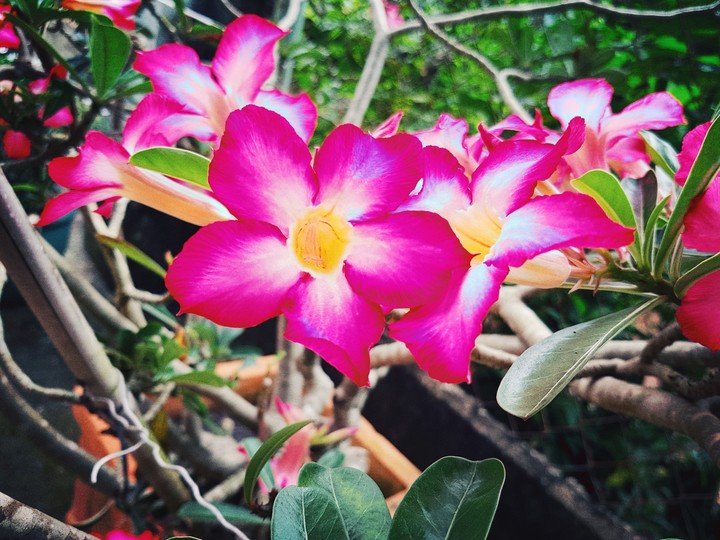 spring