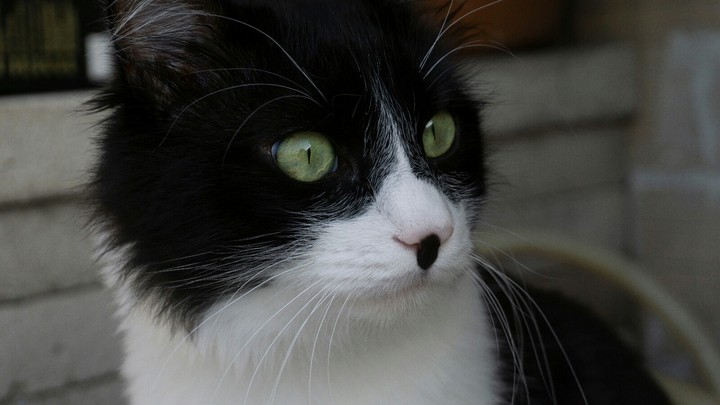 cat