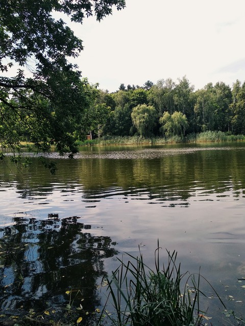 озеро в лесу