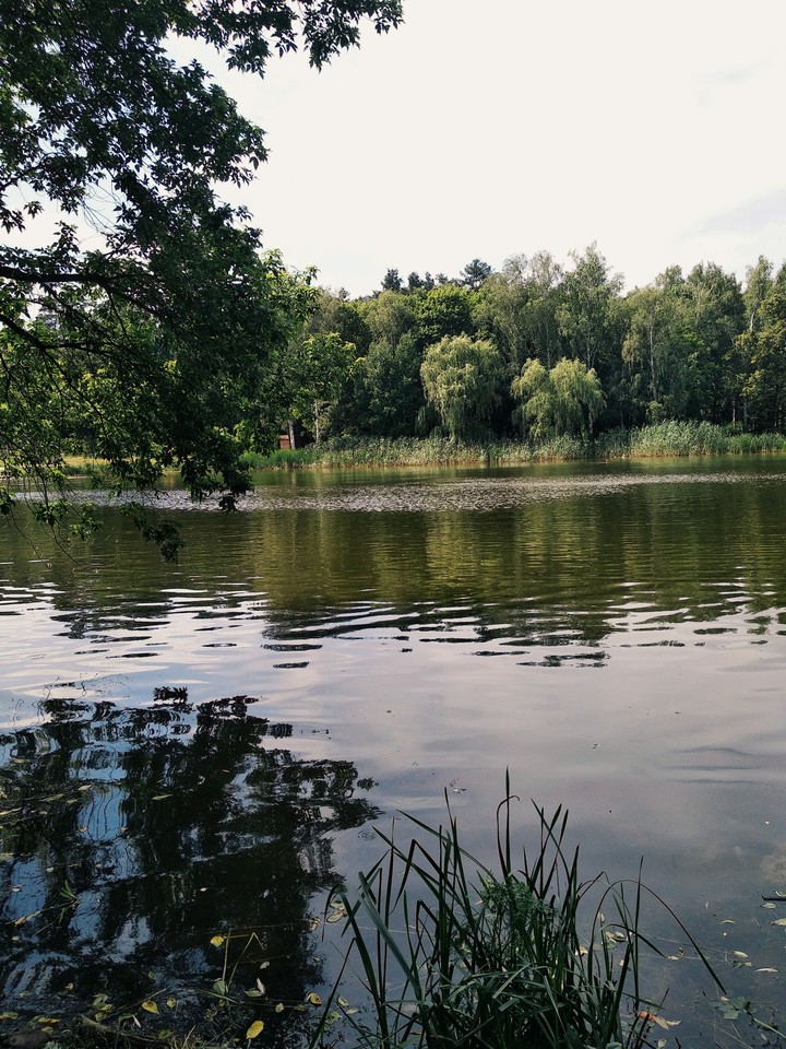 озеро в лесу