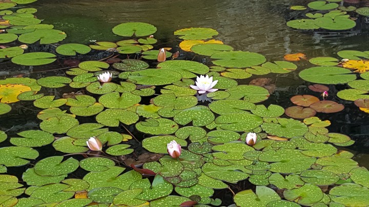 Waterlily