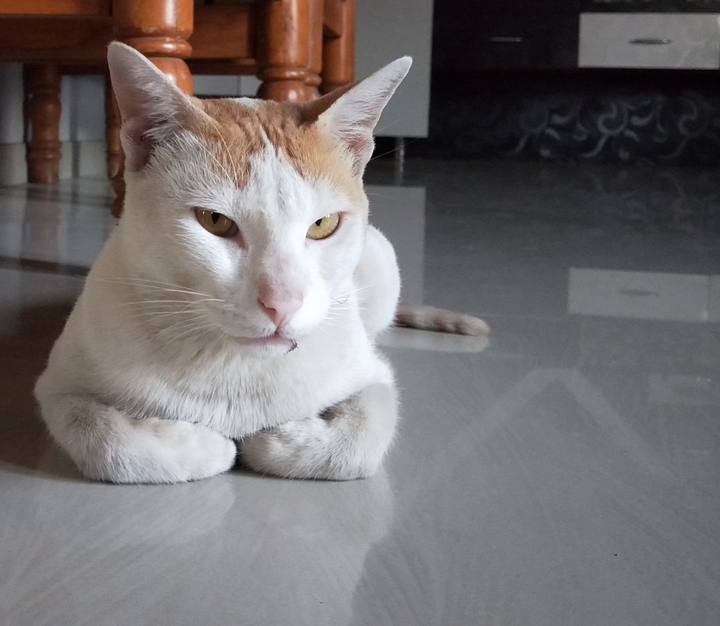 cat pet