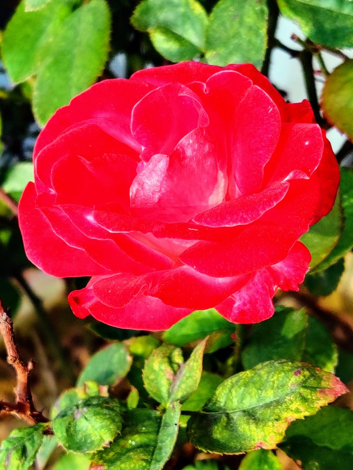Red Rose