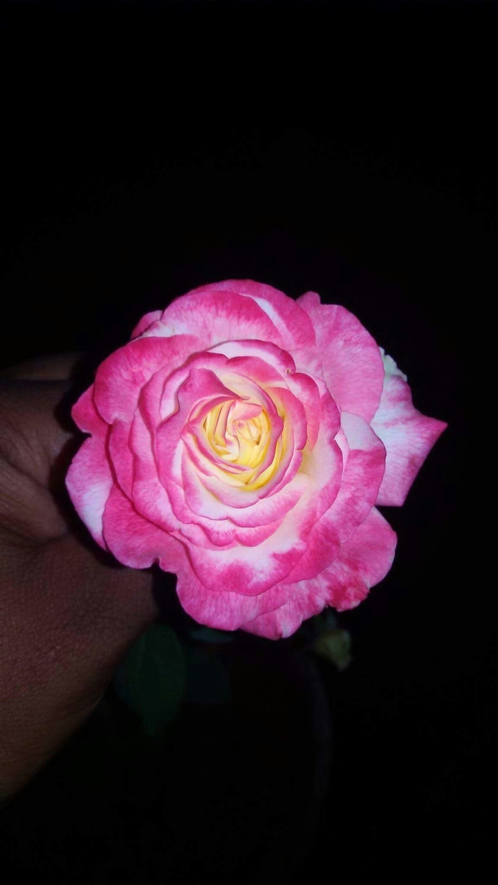 pink rose sonu