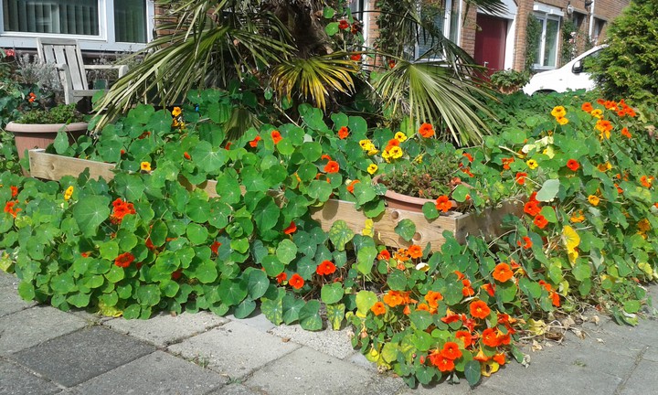 tuin