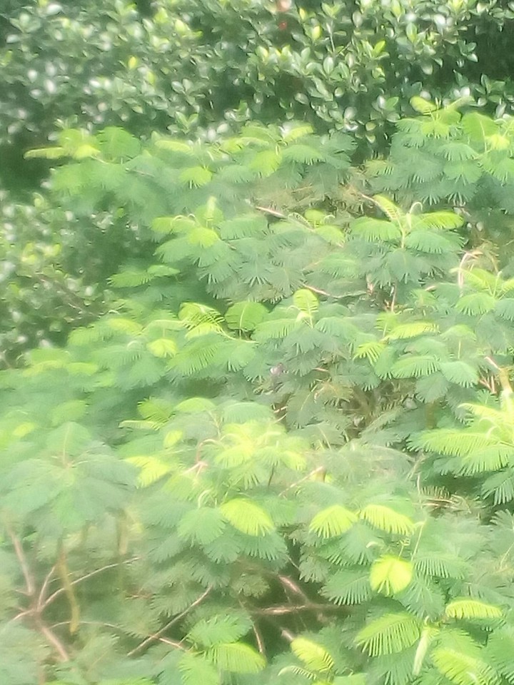 Green Leaves
